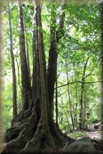 Laurierboom